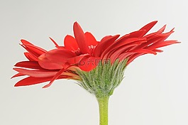 非洲菊,germini,花
