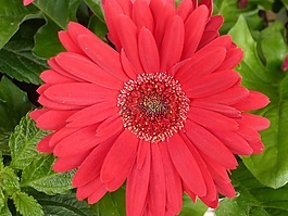 大麗花,粉紅色,花