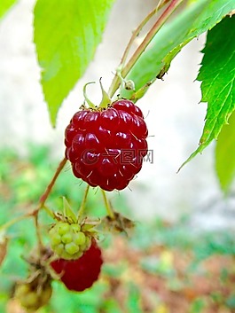 山莓,漿果,himbeerstrauch