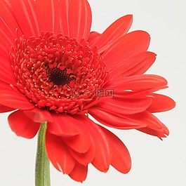 非洲菊,germini,花