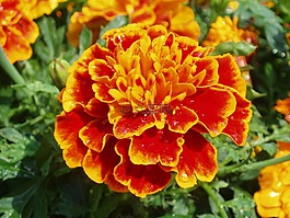 花,万寿菊,橙色