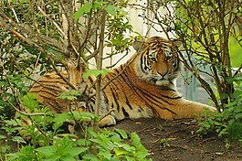 虎,動物園,捕食