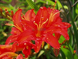 花,紅色,夏天