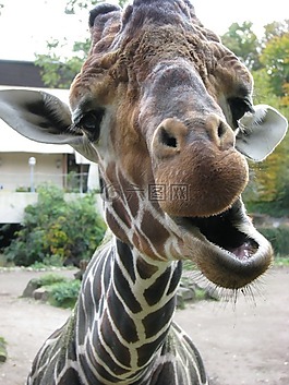 長(zhǎng)頸鹿,動(dòng)物,動(dòng)物園