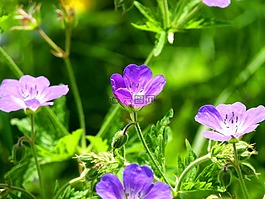 開花,性質(zhì),詳細