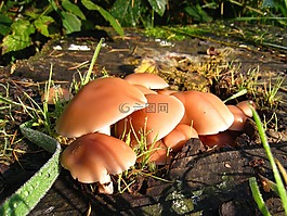 蘑菇,露珠,秋季