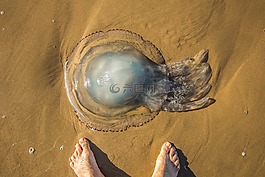 海蜇,海灘,海洋