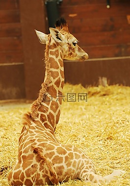 動物園,動物,長頸鹿