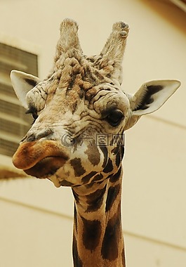 動物園,動物,長頸鹿