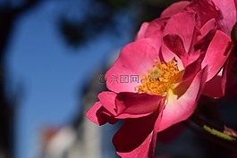 野玫瑰,開花,廠