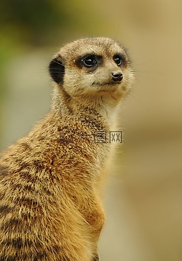 動(dòng)物園,動(dòng)物,獴