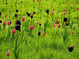 草地,鮮花,郁金香