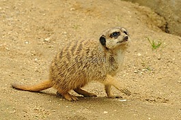 動(dòng)物園,動(dòng)物,獴