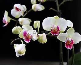 蘭花,家工廠,植物