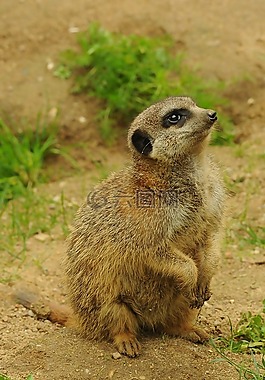 動(dòng)物園,動(dòng)物,獴