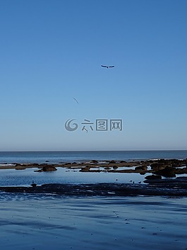 海鷗,海洋,海