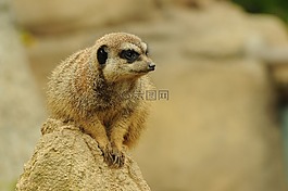 動(dòng)物園,動(dòng)物,獴