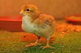 動物園,動物,雞
