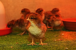 動物園,動物,雞