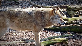 狼,野生動物,捕食
