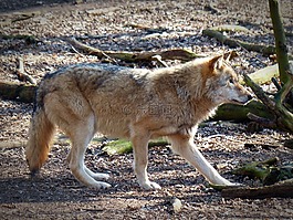 狼,野生動物,捕食