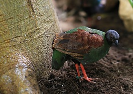 鳥,動物園,野生