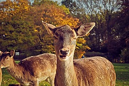 獐鹿,動物,野生