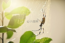 蜘蛛,昆蟲,自然
