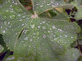 morgentau,花,夏季