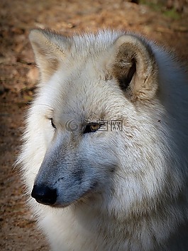 狼,野生動物,捕食