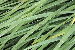 草,水珠,自然