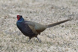 飽和的色彩雉,春天,公鳥