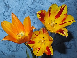 鮮花,郁金香,黃色