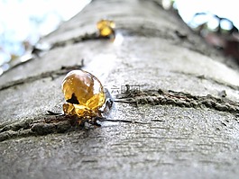 樹脂,樹,液體