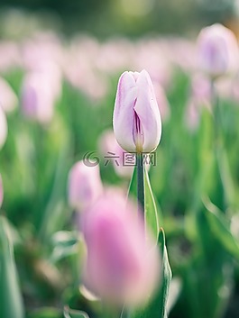 花,粉紅色,花瓣