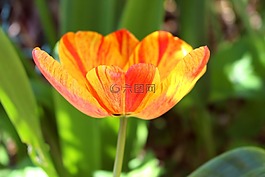 郁金香,橙色,花
