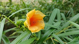 花,黃色，紅色,自然