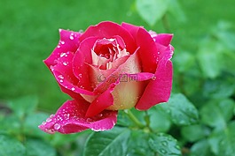 花,玫瑰,紅色