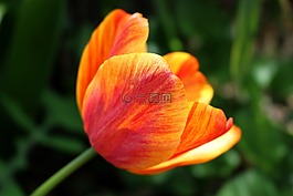 郁金香,花,春天