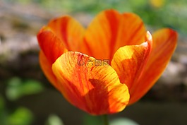 郁金香,花,春天