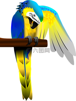藍(lán)色和金色的金剛鸚鵡,鸚鵡,金剛鸚鵡