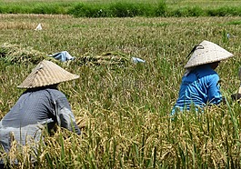 巴厘島,稻田,，葡萄牙語