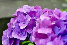花,開花,紫