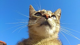 國產,貓,貓科動物