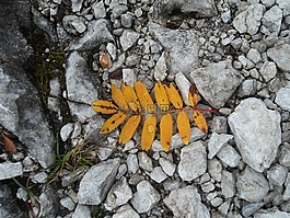 秋季,假期,顏色