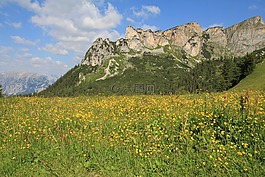山,草地,毛茛