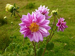 花朵的芬貝拉,guasca,昆