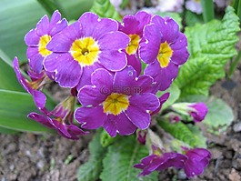花,紫羅蘭色,jaglika