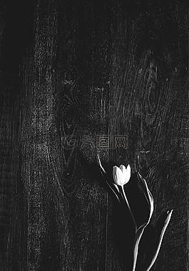 花,白,花瓣