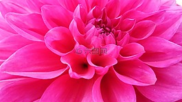 花,自然,植物區(qū)系